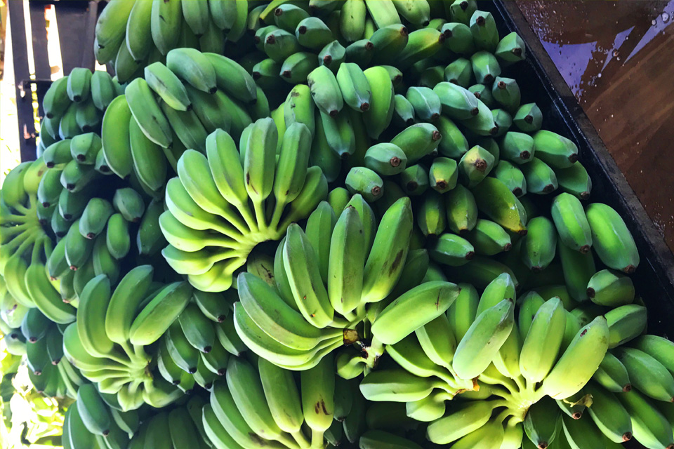 It&amp;#39;s Montse Fruits - Thai Banana